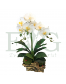 Orchid Phalaenopsis (Artificial)